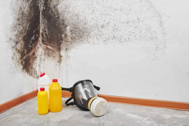 Best Black Mold Removal  in Junction, TX