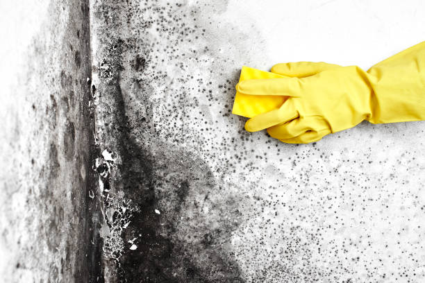 Best Same-Day Mold Removal  in Junction, TX