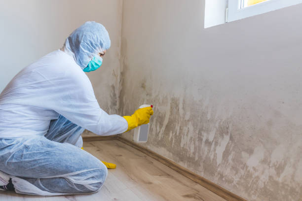 Best Certified Mold Removal  in Junction, TX