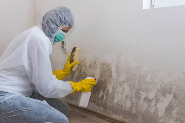 Best Local Mold Removal Service  in Junction, TX