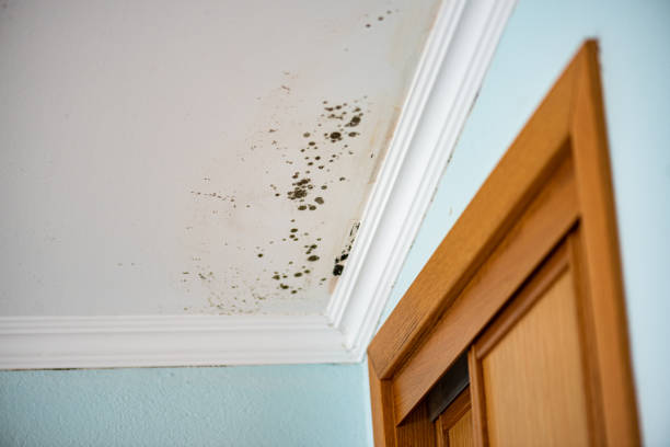Reliable Junction, TX Mold Removal Solutions
