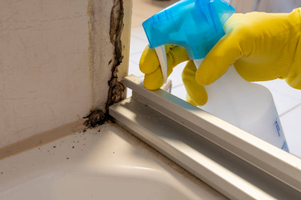 Best Mold Cleaning Services  in Junction, TX