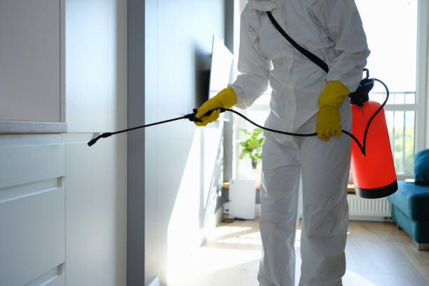 Best Mold Remediation  in Junction, TX