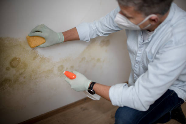 Best Office Mold Removal Services  in Junction, TX