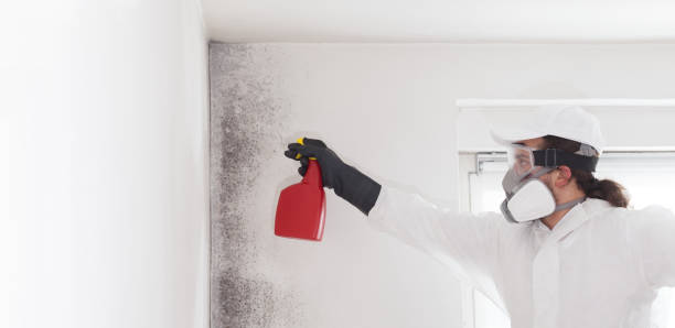 Best Mold Removal and Inspection  in Junction, TX