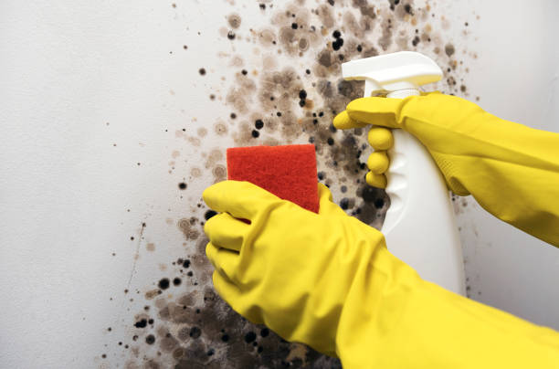 Best Best Mold Removal Companies  in Junction, TX