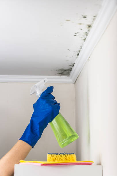 Best Mold Removal Near Me  in Junction, TX