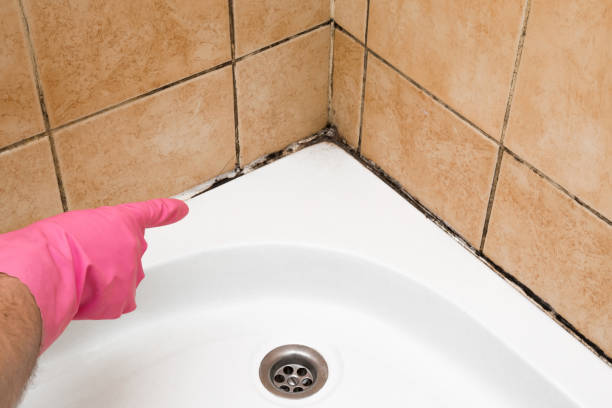 Trusted Junction, TX Mold Removal Experts